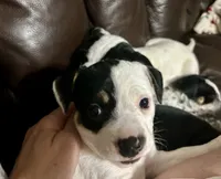 Spot, a female Australian Shepherd and American Bully for sale in Stuart, VA – 4 of 9