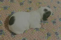 Spot, a female Australian Shepherd and American Bully for sale in Stuart, VA – 3 of 9