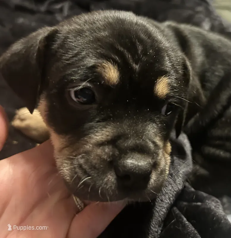 PBJ – American Bully puppy for sale in Stuart, VA