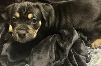 PBJ, a male American Bully for sale in Stuart, VA – 7 of 8