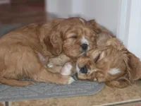 Scarlett, a female Cavalier King Charles Spaniel for sale in Surprise, AZ – Photo 2 of 4