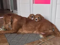 Scarlett, a female Cavalier King Charles Spaniel for sale in Surprise, AZ – Photo 3 of 4