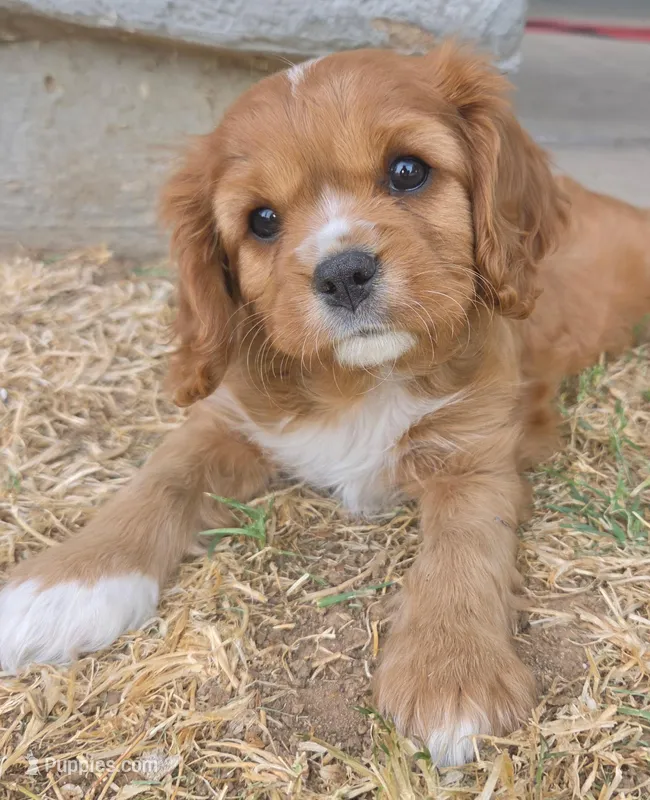 Scarlett – Cavalier King Charles Spaniel puppy for sale in Surprise, AZ