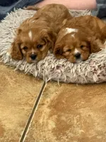 Clifford, a male Cavalier King Charles Spaniel for sale in Surprise, AZ – Photo 4 of 4