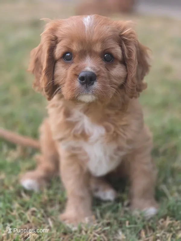 Clifford – Cavalier King Charles Spaniel puppy for sale in Surprise, AZ