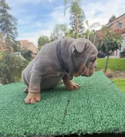 English Bulldog , a male English Bulldog for sale in Clovis, CA – 2 of 5