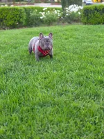 French Bulldog , a male French Bulldog for sale in Fresno, CA – 3 of 3
