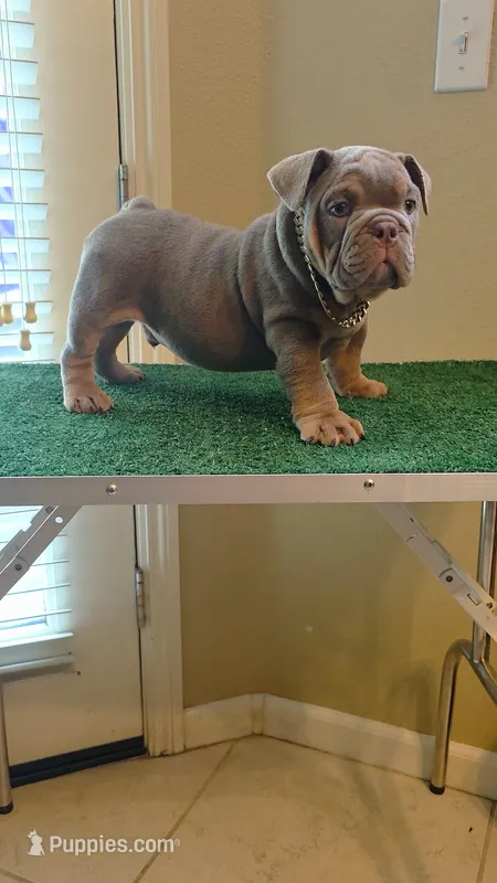 English Bulldog  – English Bulldog puppy for sale in Fresno, CA
