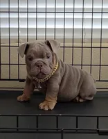 English Bulldog , a male English Bulldog for sale in Clovis, CA – 5 of 5