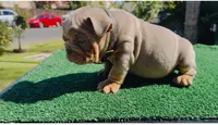 English Bulldog , a male English Bulldog for sale in Clovis, CA – 3 of 5