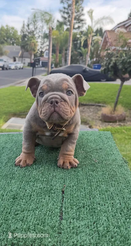 English Bulldog  – English Bulldog puppy for sale in Clovis, CA
