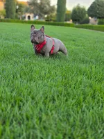 French Bulldog , a male French Bulldog for sale in Fresno, CA – 2 of 3