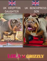 English Bulldog , a male English Bulldog for sale in Fresno, CA – 6 of 6