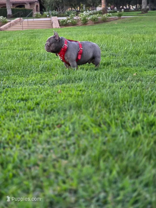 French Bulldog  – French Bulldog puppy for sale in Fresno, CA
