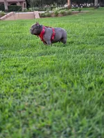 French Bulldog , a male French Bulldog for sale in Fresno, CA – 1 of 3