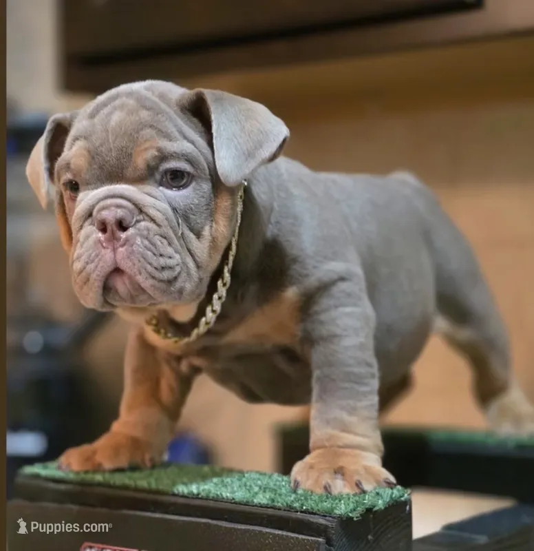 English Bulldog  – English Bulldog puppy for sale in Fresno, CA