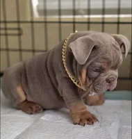 English Bulldog , a male English Bulldog for sale in Clovis, CA – 4 of 5
