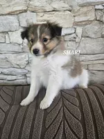 Shari, a female Shetland Sheepdog for sale in Unity, WI – 5 of 6
