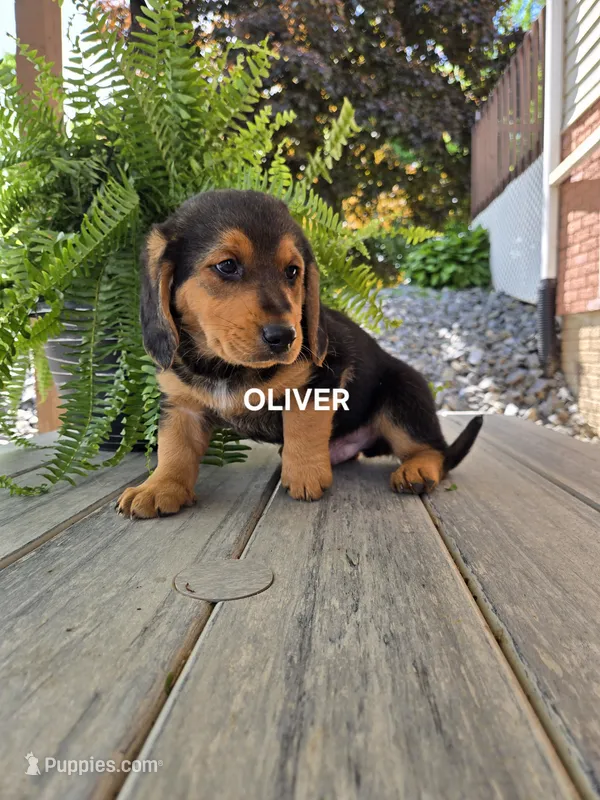 Oliver – Shetland Sheepdog, Basset Hound puppy for sale in Unity, WI
