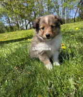 Sherman, a male Shetland Sheepdog for sale in Unity, WI – 2 of 6
