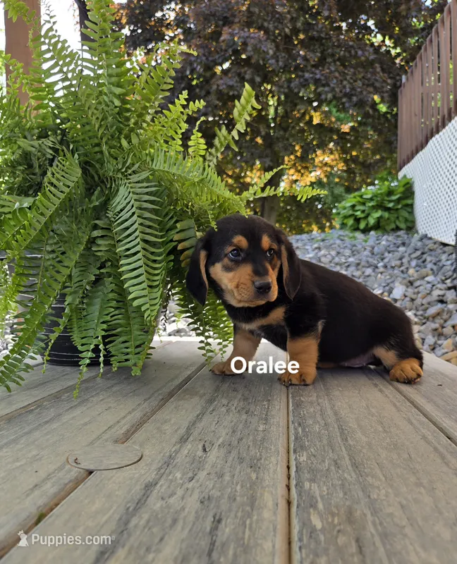 Oralee – Shetland Sheepdog, Basset Hound puppy for sale in Unity, WI