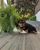Oralee, a female Shetland Sheepdog and Basset Hound for sale in Unity, WI – 1 of 4