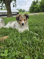 Shari, a female Shetland Sheepdog for sale in Unity, WI – 5 of 8