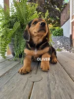 Oliver, a male Shetland Sheepdog and Basset Hound for sale in Unity, WI – 4 of 5