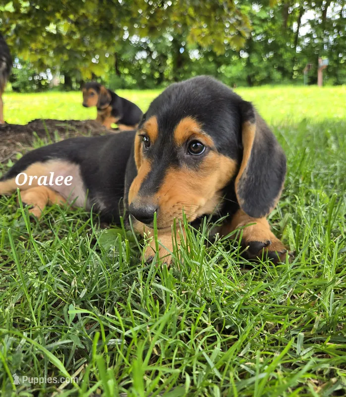 Oralee – Shetland Sheepdog, Basset Hound puppy on hold in Unity, WI