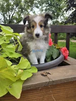 Buddy, a male Shetland Sheepdog for sale in Unity, WI – 4 of 6