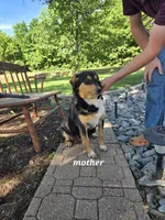 Olivia, a female Shetland Sheepdog and Basset Hound for sale in Unity, WI – 6 of 7