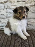 Sophia, a female Shetland Sheepdog for sale in Unity, WI – 5 of 5