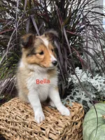Bella, a female Shetland Sheepdog for sale in Unity, WI – 1 of 6