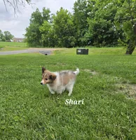 Shari, a female Shetland Sheepdog for sale in Unity, WI – 6 of 8