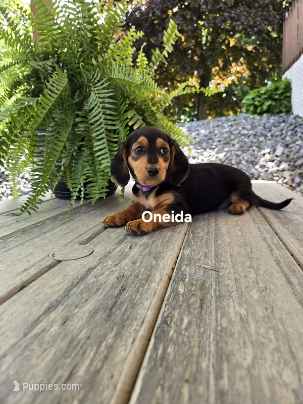 Oneida – Shetland Sheepdog, Basset Hound puppy for sale in Unity, WI
