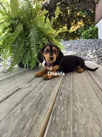Oneida, a female Shetland Sheepdog and Basset Hound for sale in Unity, WI – 1 of 6