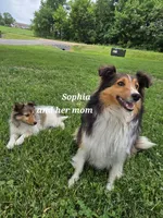 Sophia, a female Shetland Sheepdog for sale in Unity, WI – 6 of 6