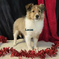 Lucas, a male Shetland Sheepdog for sale in Unity, WI – Photo 8 of 10