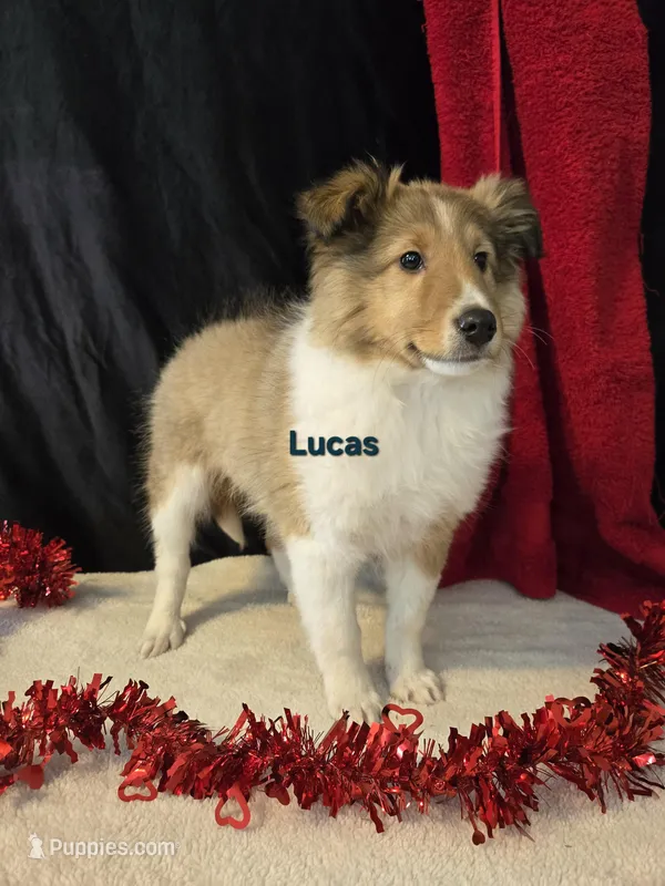 Lucas