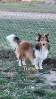 Lucas, a male Shetland Sheepdog for sale in Unity, WI – Photo 10 of 10