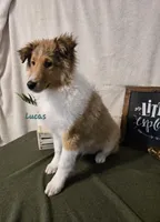 Lucas, a male Shetland Sheepdog for sale in Unity, WI – Photo 3 of 10