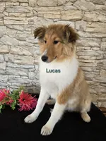 Lucas, a male Shetland Sheepdog for sale in Unity, WI – Photo 3 of 8