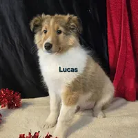 Lucas, a male Shetland Sheepdog for sale in Unity, WI – Photo 7 of 10