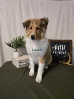 Lucas, a male Shetland Sheepdog for sale in Unity, WI – Photo 2 of 10