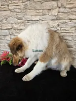 Lucas, a male Shetland Sheepdog for sale in Unity, WI – Photo 6 of 8