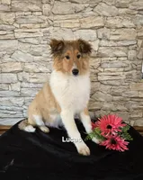 Lucas, a male Shetland Sheepdog for sale in Unity, WI – Photo 1 of 8