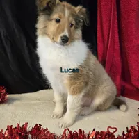 Lucas, a male Shetland Sheepdog for sale in Unity, WI – Photo 5 of 10