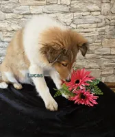 Lucas, a male Shetland Sheepdog for sale in Unity, WI – Photo 4 of 8