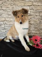 Lucas, a male Shetland Sheepdog for sale in Unity, WI – Photo 5 of 8
