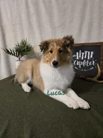 Lucas, a male Shetland Sheepdog for sale in Unity, WI – Photo 1 of 10